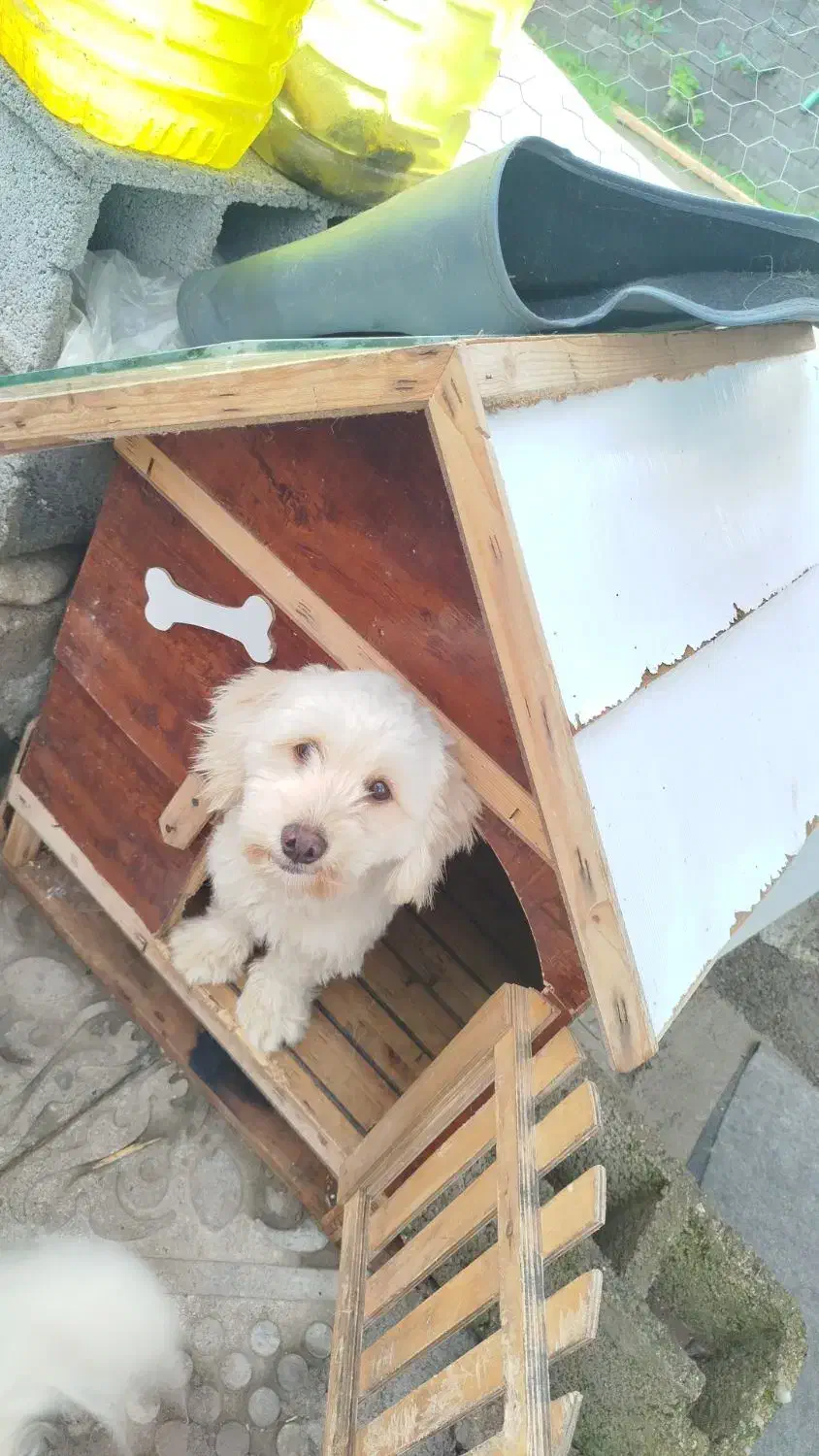 سگ  شیتزو|سگ|سنگر, |دیوار