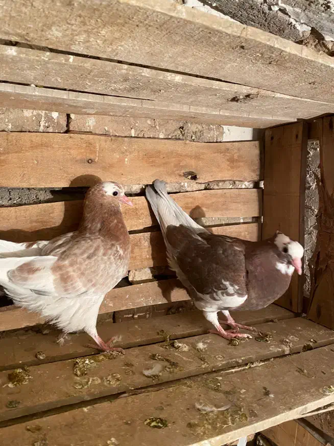 یه جفت کبوتر ابلاغ|پرنده|میاندوآب, |دیوار