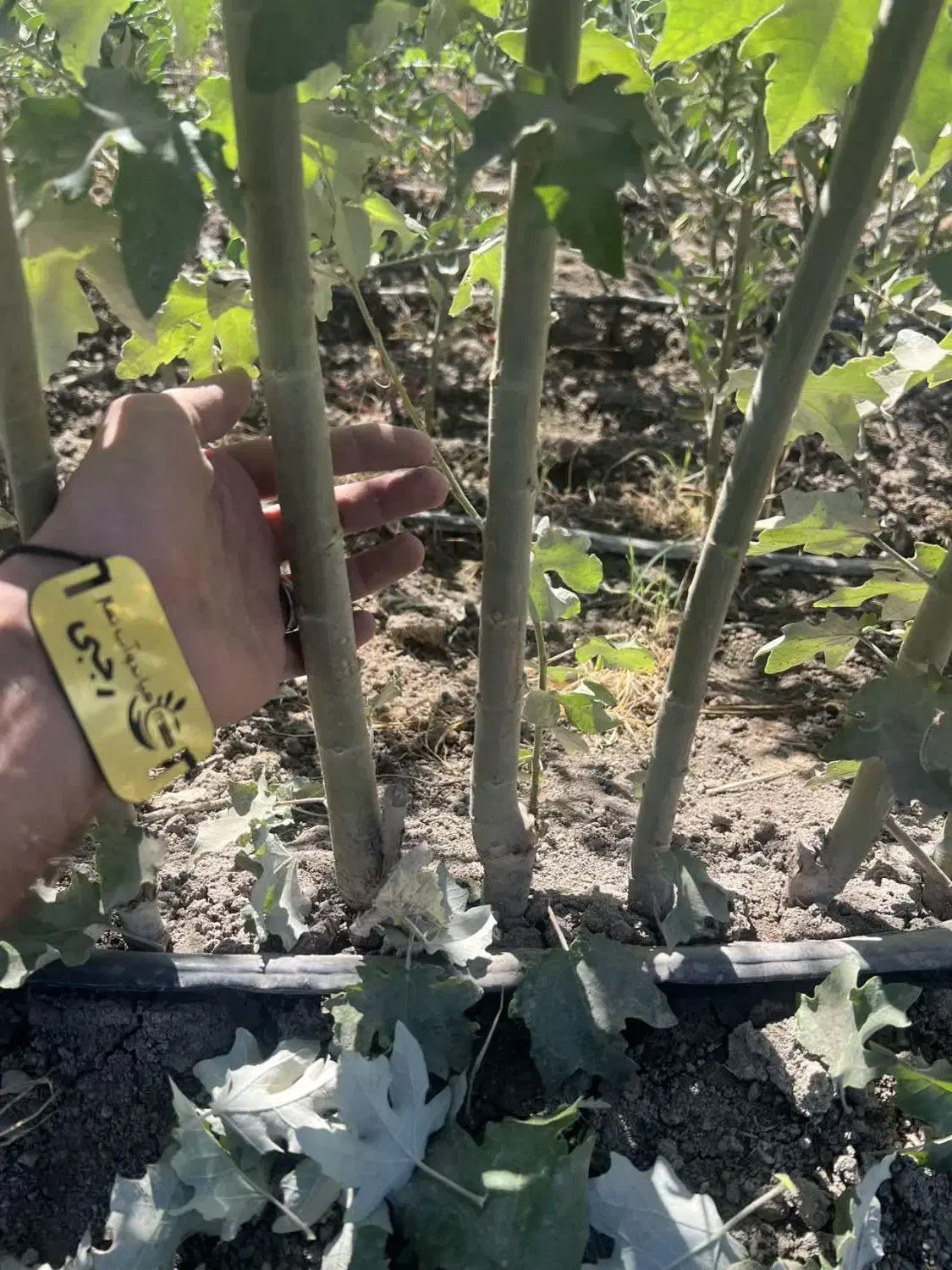 عرضه سپیدار سیاه ۲ الی۳ متری|خدمات باغبانی و درختکاری|آستارا, |دیوار