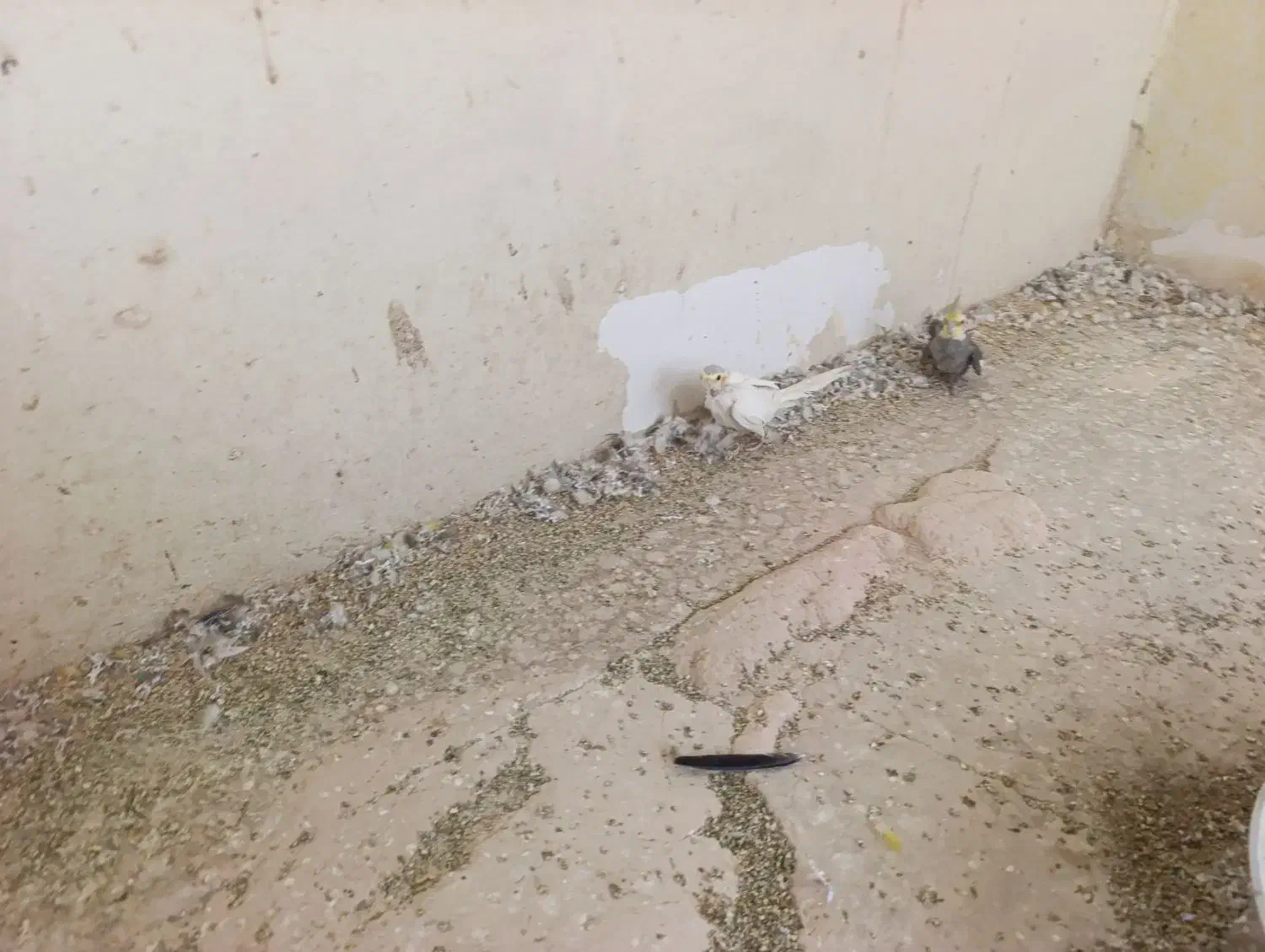 ۳ تا طوطی عروس پرهاشون کامل در نیومده. حدودا ۱ سال|پرنده|قزوین, |دیوار