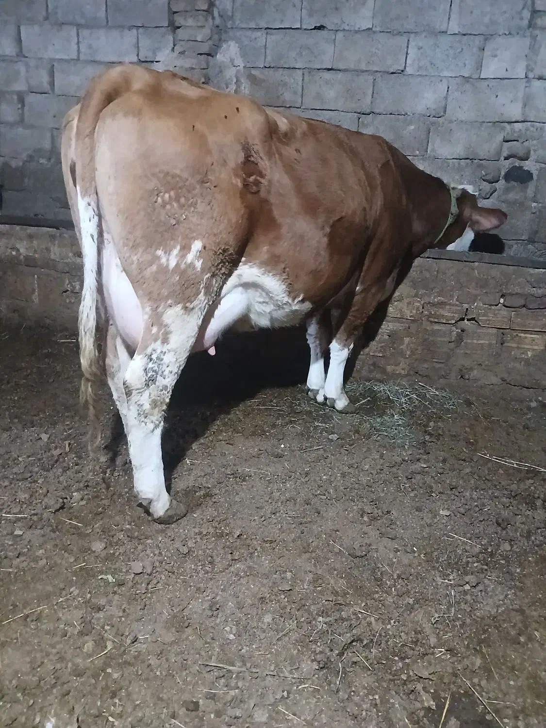 گاوسمیتال باگوساله قرمز|حیوانات مزرعه|اهر, |دیوار