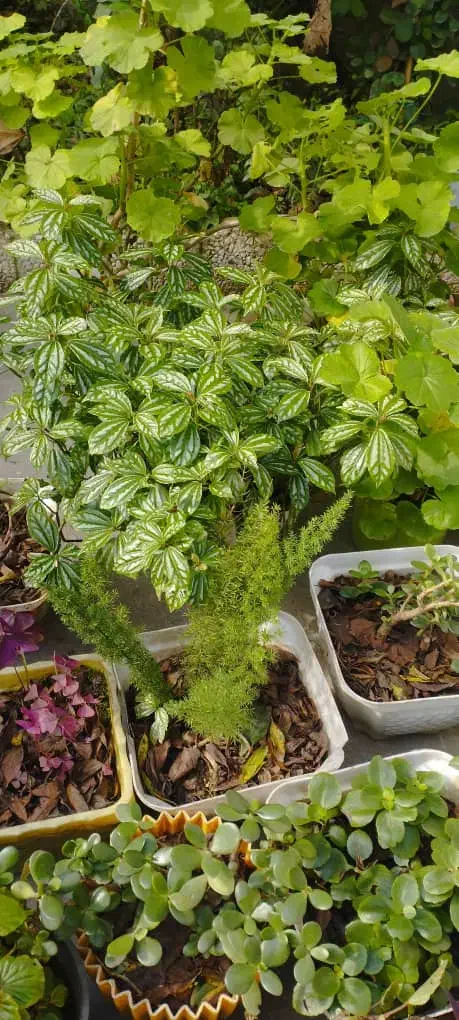 27گلدان گل طبیعی|گل و گیاه طبیعی|خشکبیجار, |دیوار