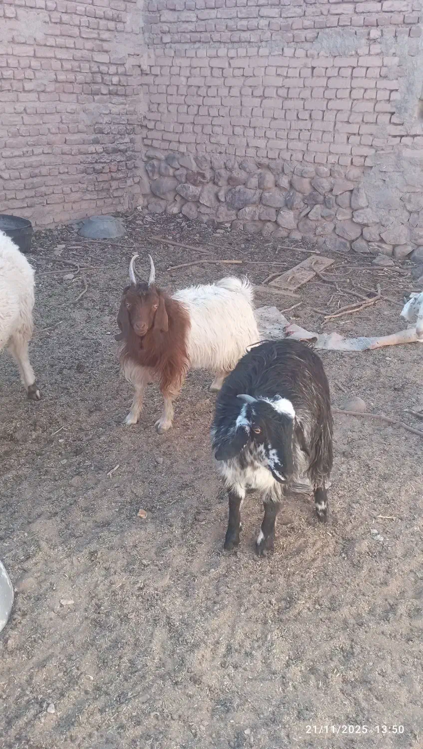 بزغاله وبره فروشی|حیوانات مزرعه|بیرجند, |دیوار