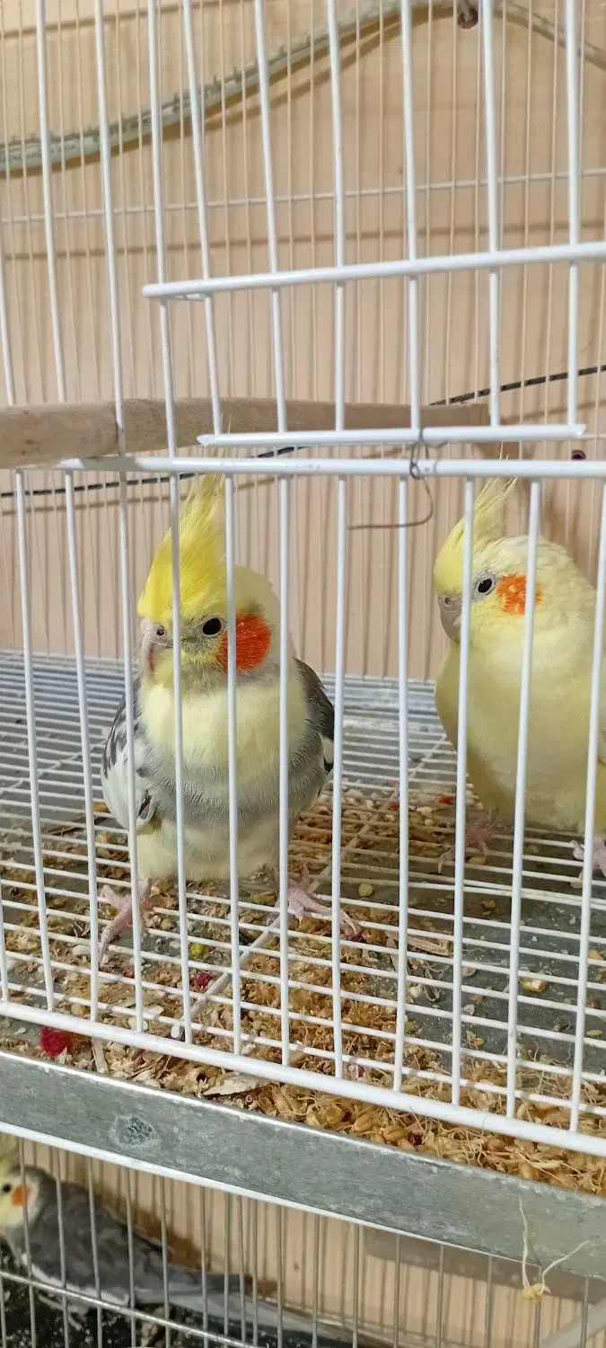 مغازه پرنده فروشی کل پرنده ها به فروش میرسد|پرنده|مه ولات, |دیوار