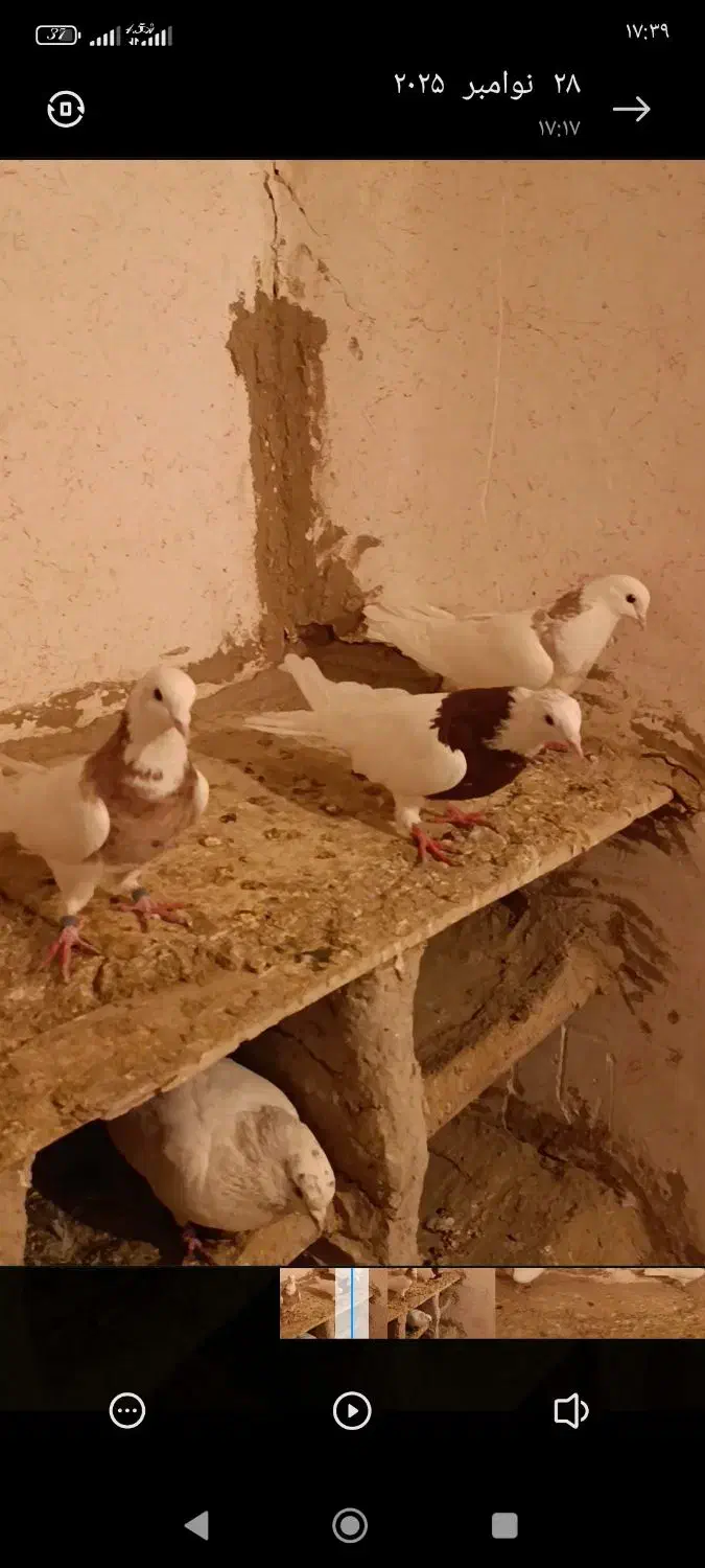 کبوتر طوقی|پرنده|لالجین, |دیوار