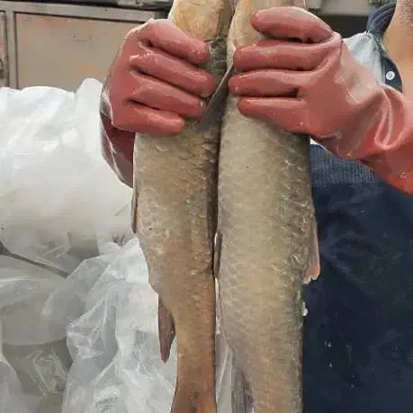 شیربت صیدروز|ماهی|شادگان, |دیوار