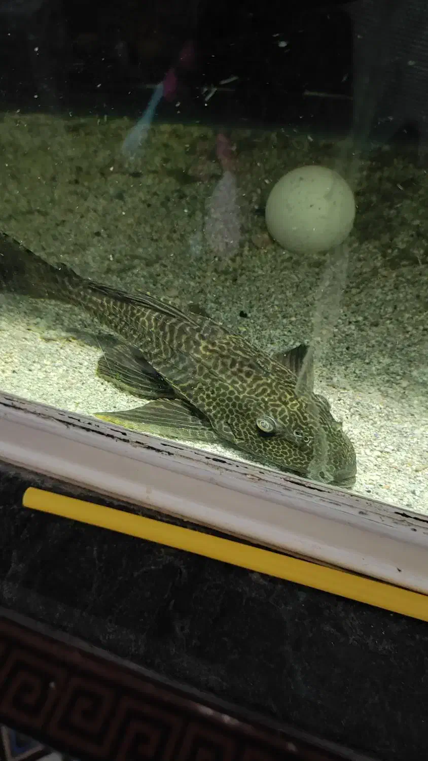 لجنخوار بزرگ اکواریوم|ماهی|بندرعباس, |دیوار