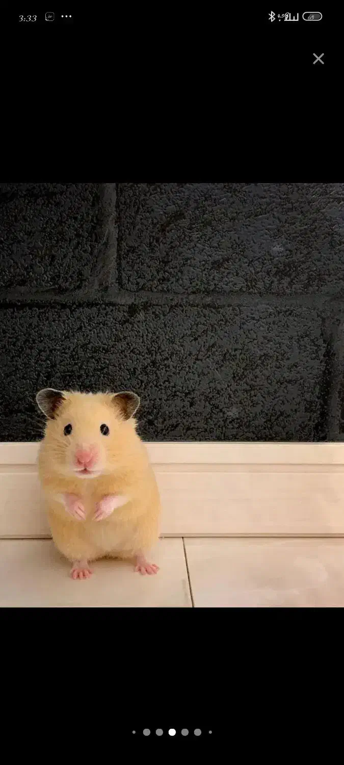 همستر کوچک|موش و خرگوش|مشهد, شهرک رازی (شهرک غرب)|دیوار