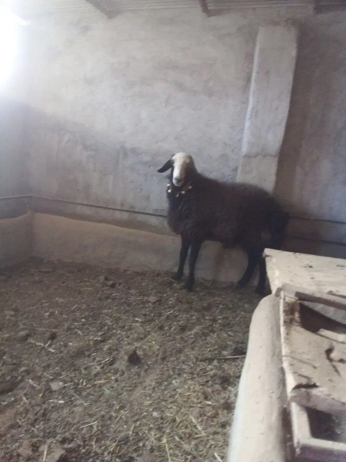 فروش قوچ شال|حیوانات مزرعه|داران, |دیوار