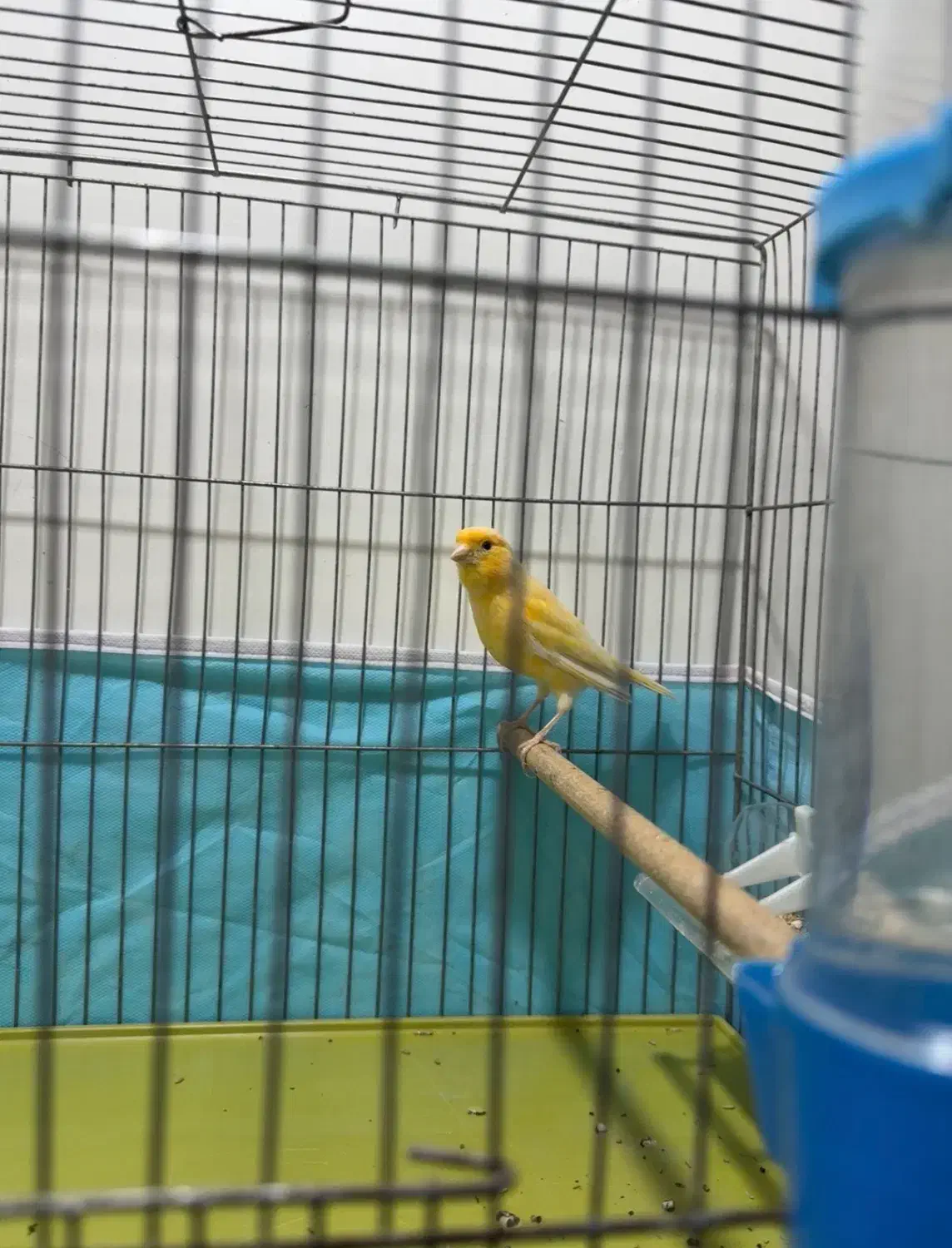 قناری|پرنده|مسجد سلیمان, |دیوار