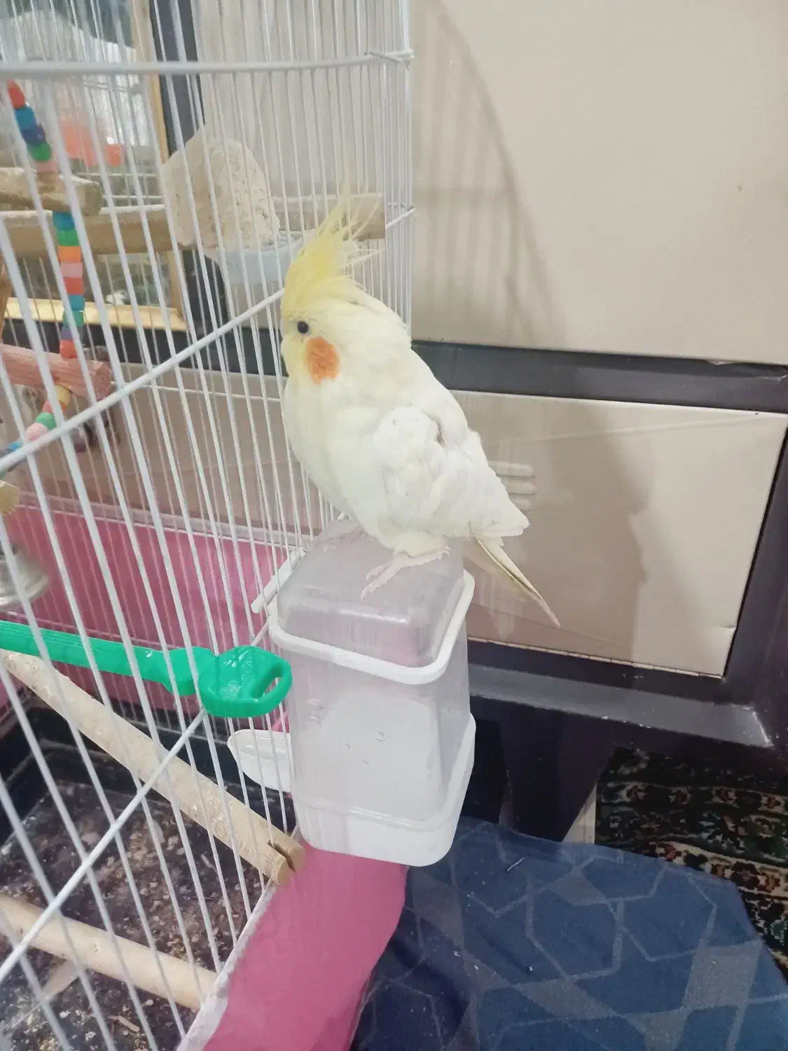 عروس هلندی دستی|پرنده|برخوار, |دیوار