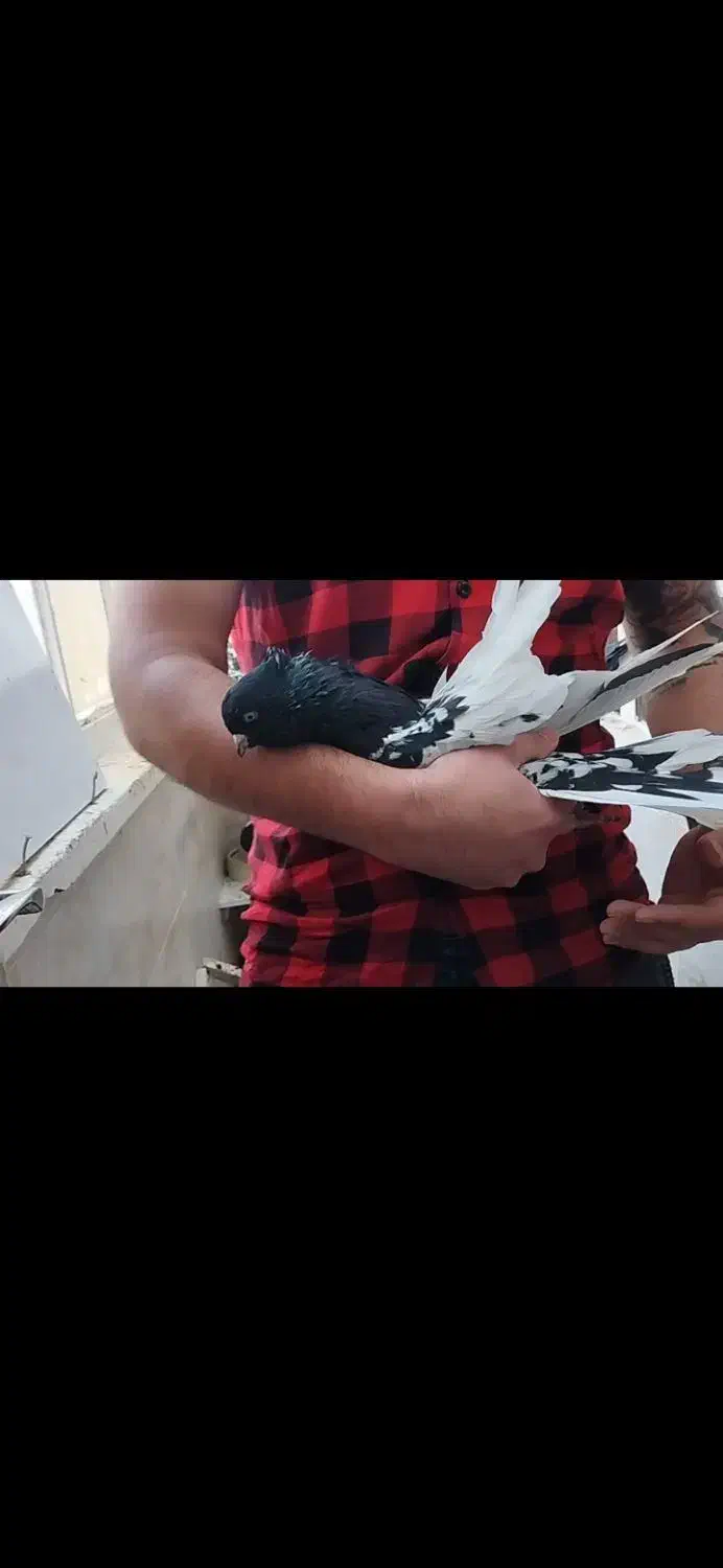 کله سیا|پرنده|مسجد سلیمان, |دیوار