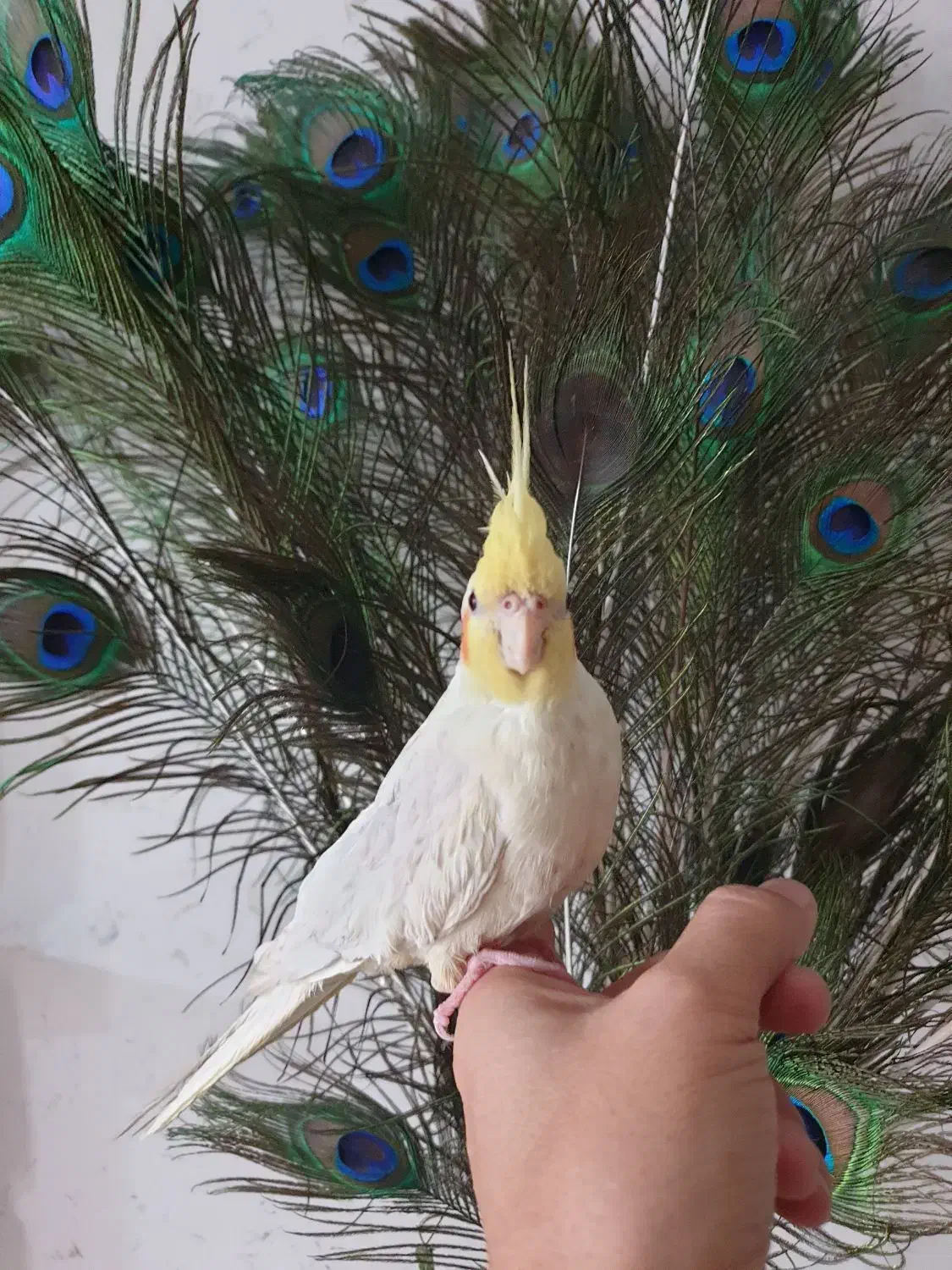 عروس هلندی دستی همراه با قفس بزرگ ۶۰ در ۸۰|پرنده|مشهد, آزادشهر|دیوار