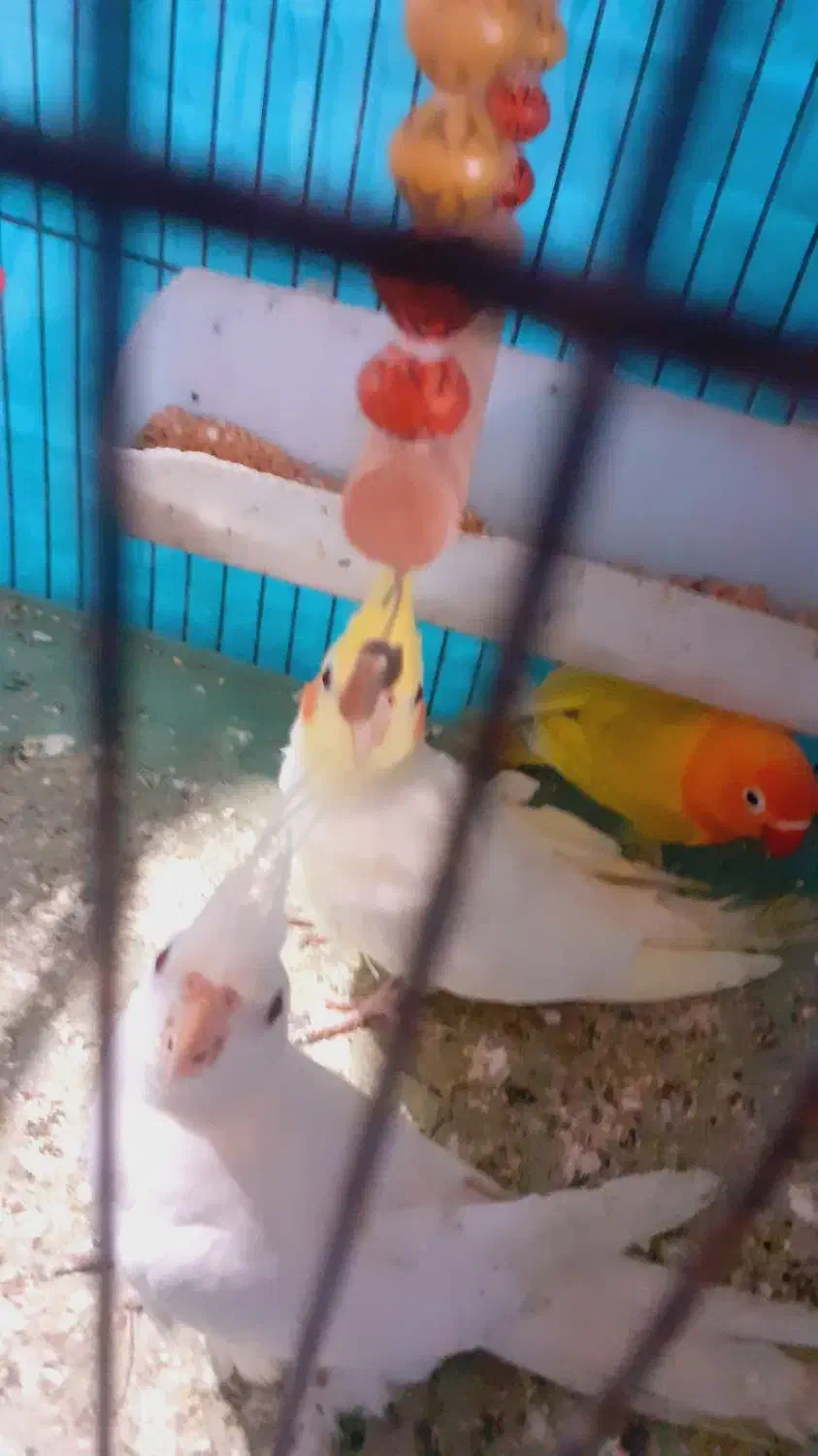 عروس هلندی لوتینوی اهلی 6 ماهه|پرنده|آذرشهر, |دیوار