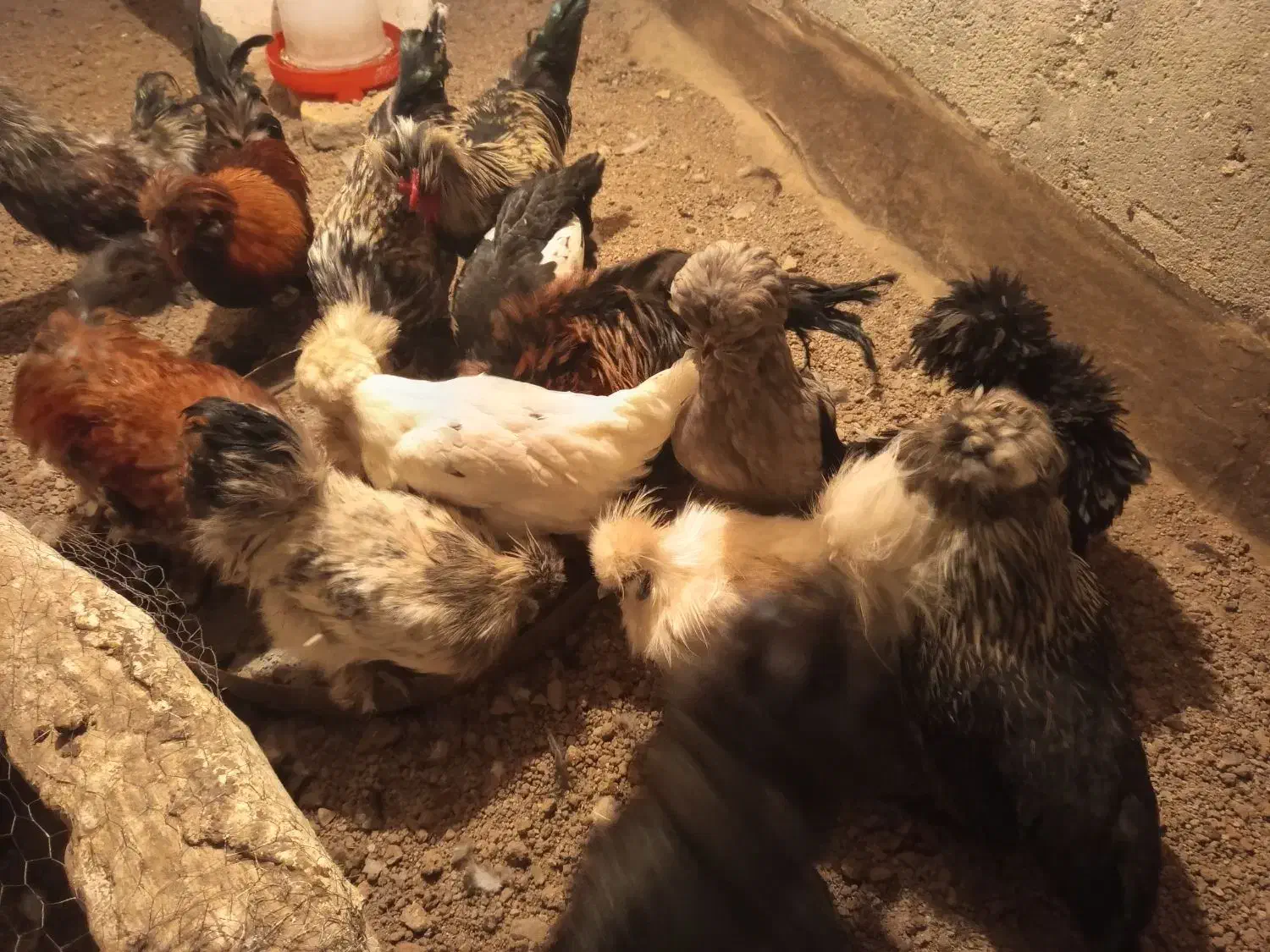 مرغ و خروس پرپا کاکلی|حیوانات مزرعه|تربتحیدریه, میدان مرکزی|دیوار