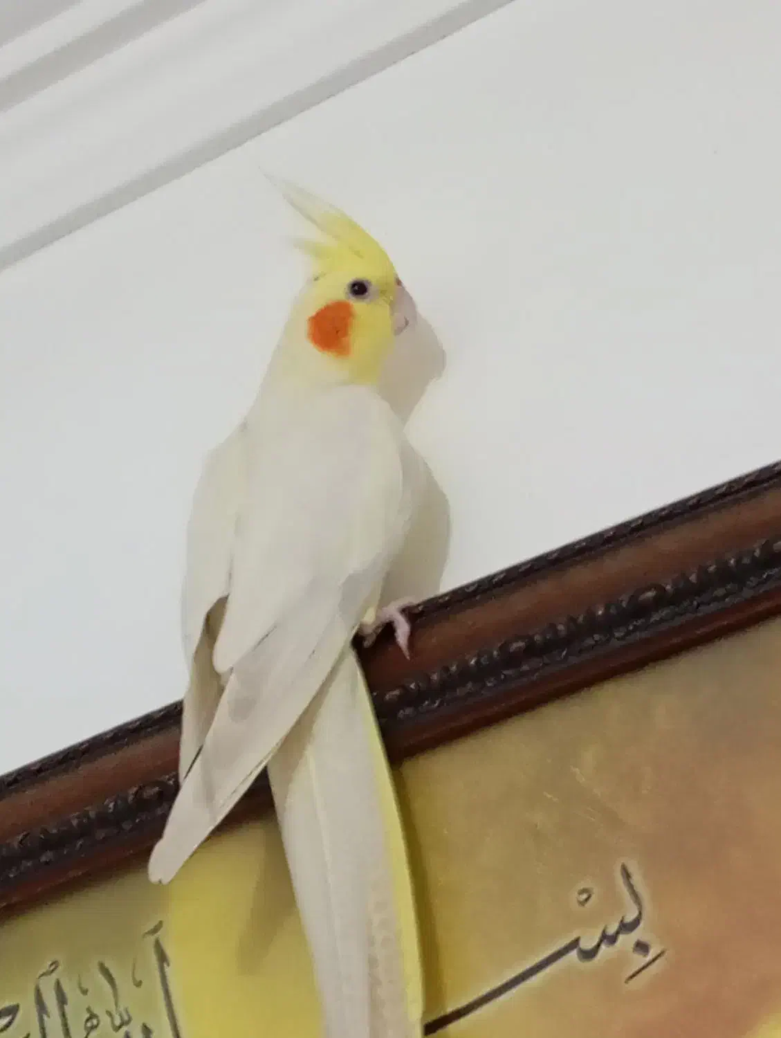 عروس هلندی ماده|پرنده|بندرعباس, |دیوار