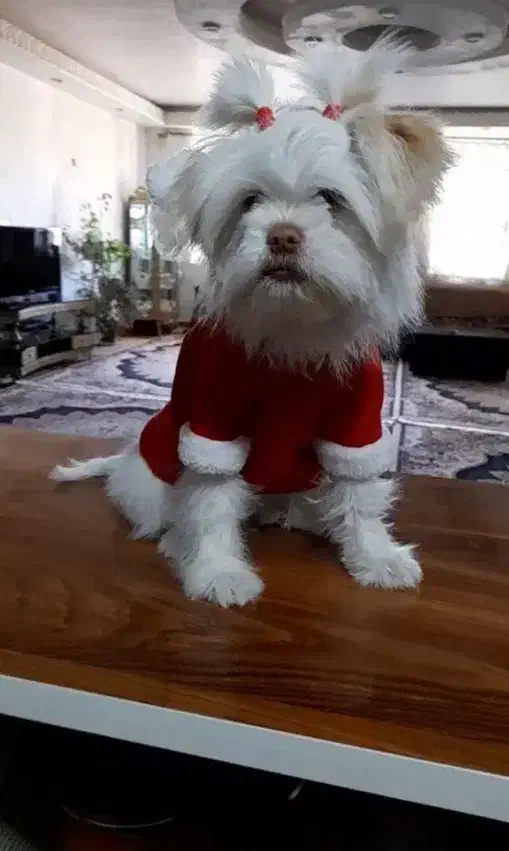 شیتزو|سگ|یاسوج, |دیوار