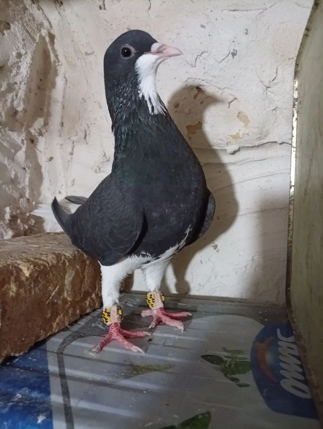 کبوتر|پرنده|مرودشت, پشت سایپا‎|دیوار