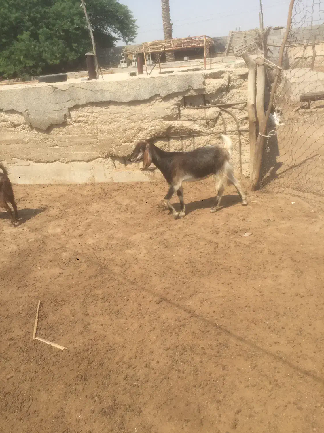 بز کهره روستای کلل|حیوانات مزرعه|آبپخش, |دیوار