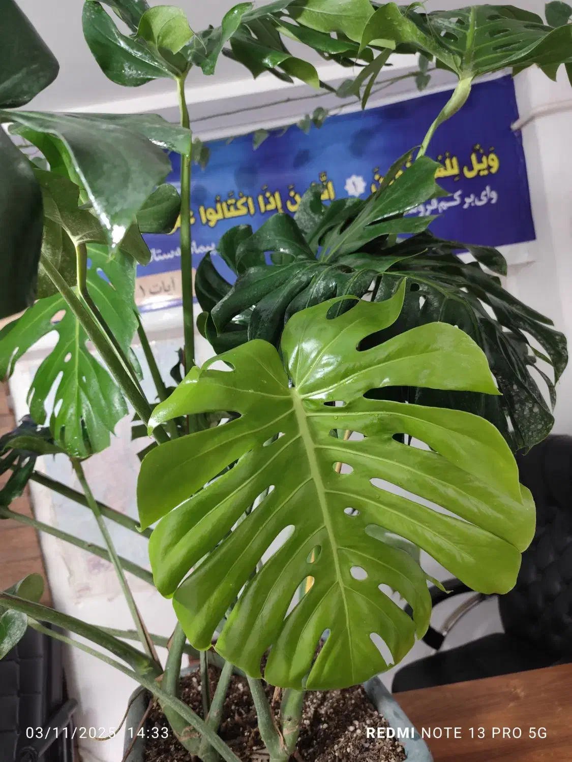 فروش گل های غول پیکر کلکسیونی|گل و گیاه طبیعی|آمل, |دیوار