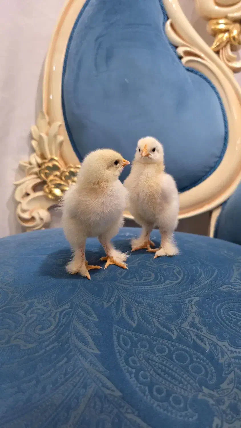 جوجه برهما لایت اصل ( امپراتور غول پیکر)|حیوانات مزرعه|کاشان, مدرس|دیوار