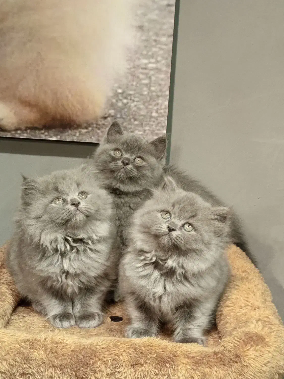 بچه گربه برتیش بلو|گربه|تهران, تهرانسر مرکزی|دیوار