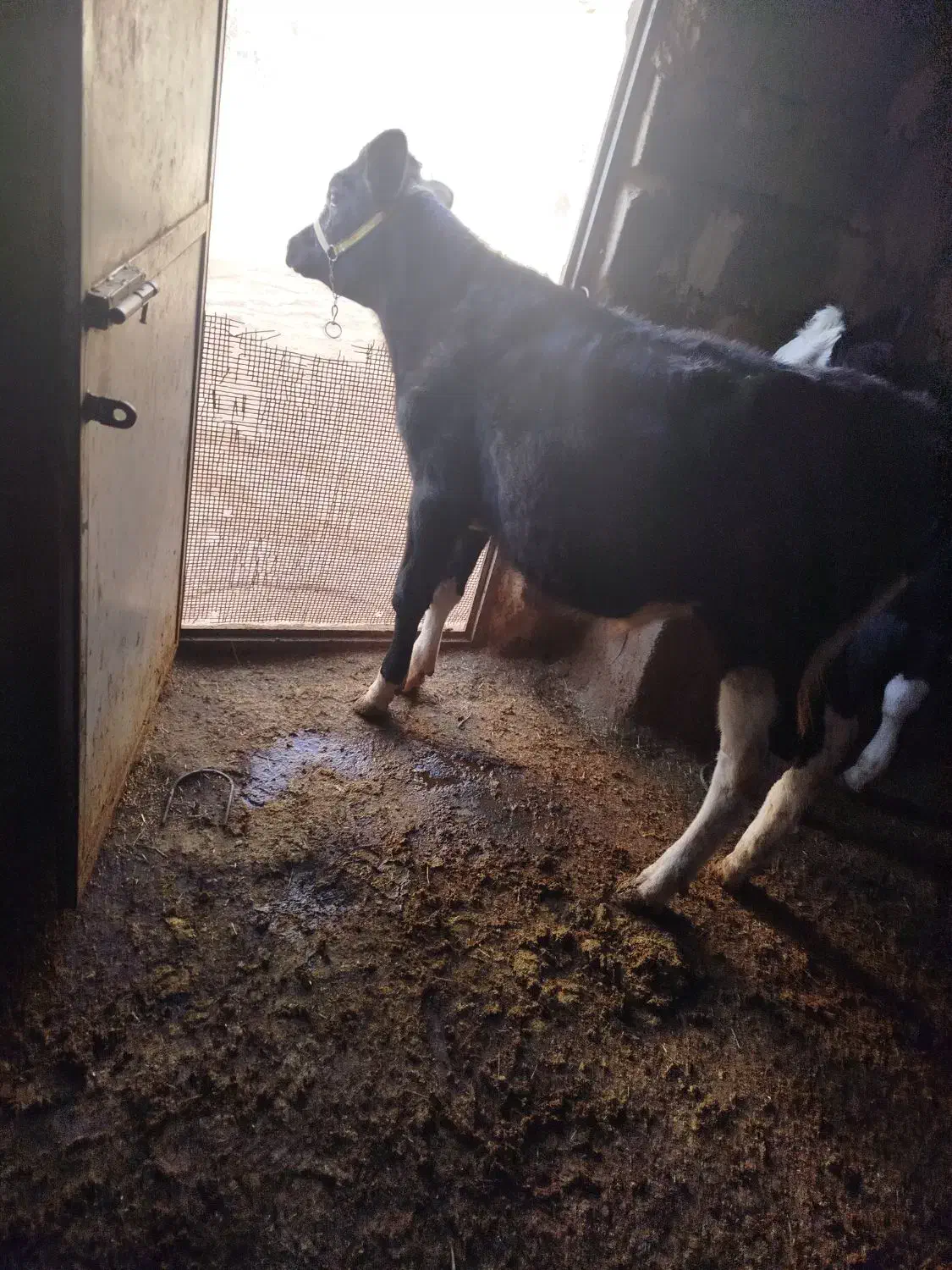 گوساله نر|حیوانات مزرعه|زاغه, |دیوار