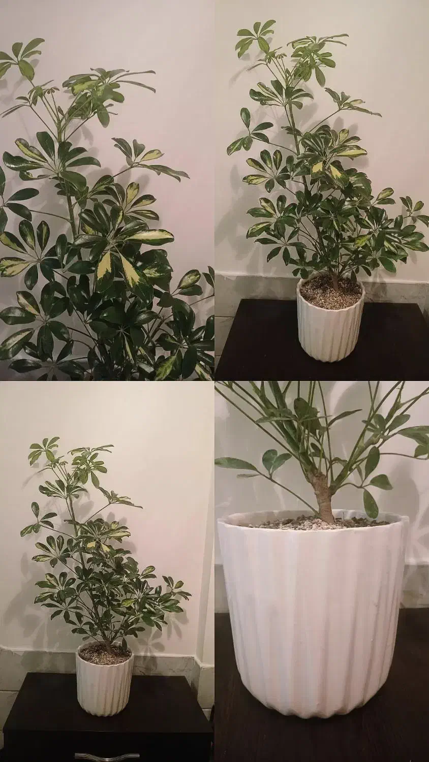 گل طبیعی شفلرا با گلدون سرامیکی کادوی روز مادر|گل و گیاه طبیعی|تهران, علم و صنعت|دیوار