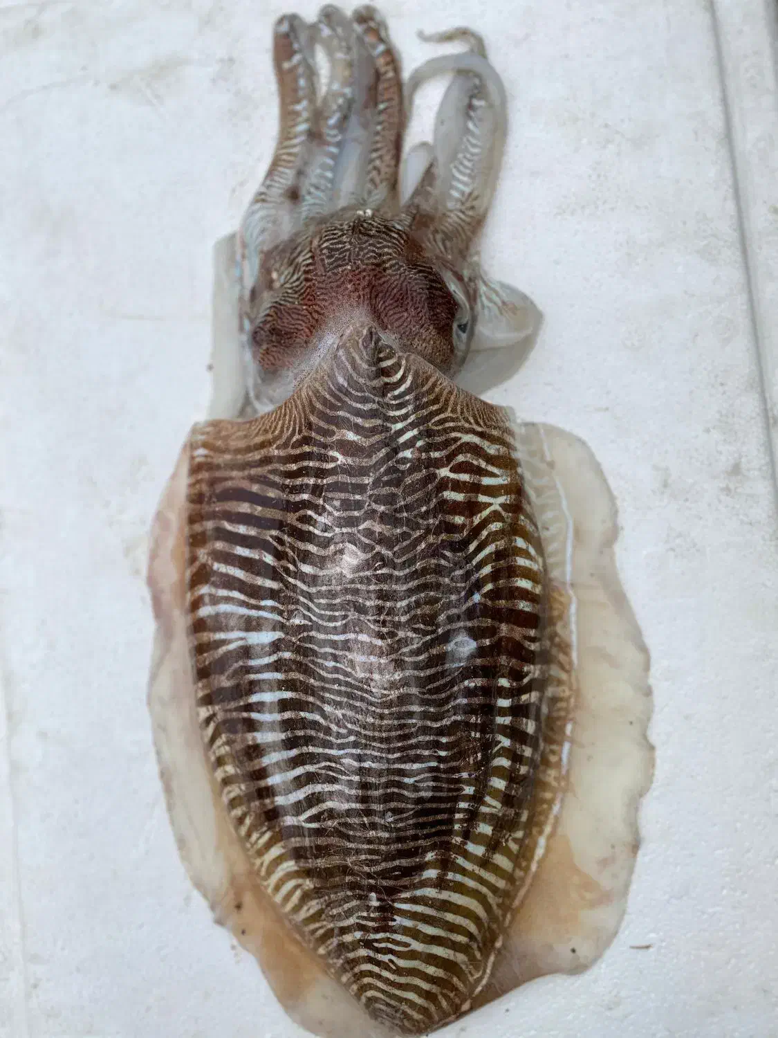 ماهی تازه صید روز|خوردنی و آشامیدنی|بندرلنگه, |دیوار