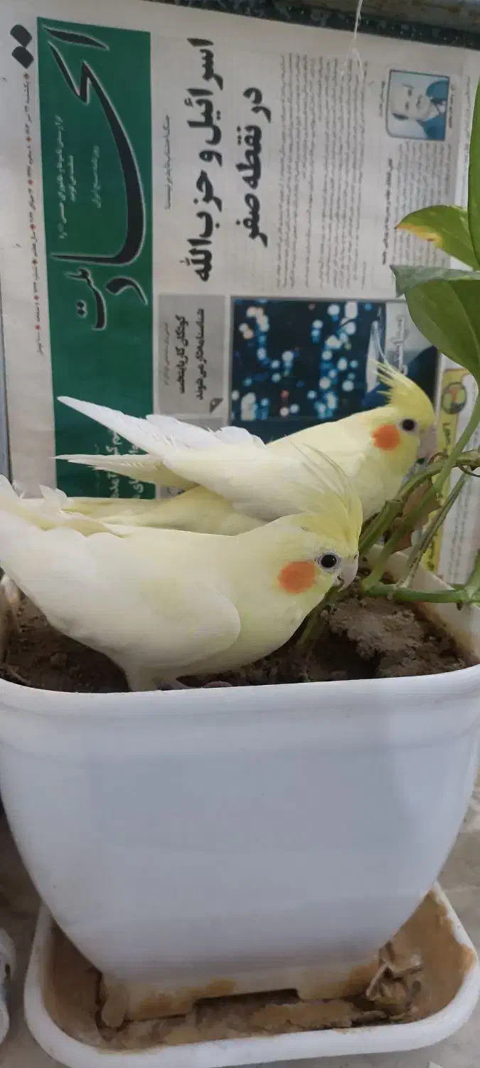 عروس هلندی|پرنده|جیرفت, |دیوار