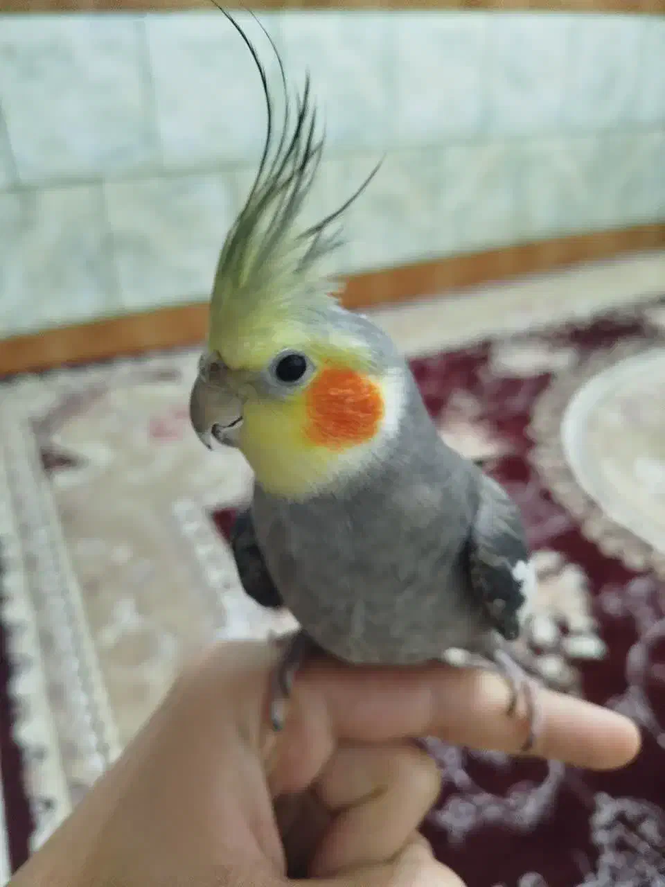 عروس هلندی سخنگو|پرنده|دهاقان, |دیوار