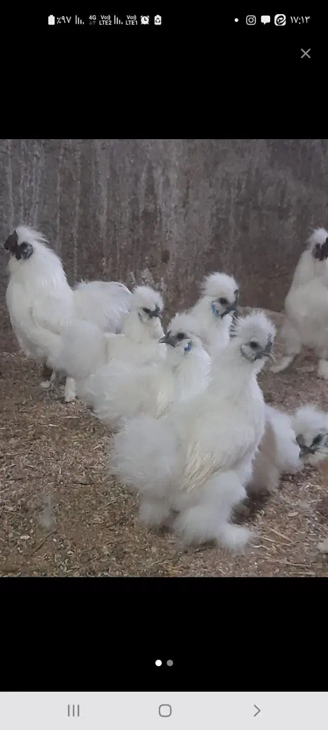 فروش جوجه تخم نطفه دار ابریشمی وارداتی|حیوانات مزرعه|گناباد, |دیوار