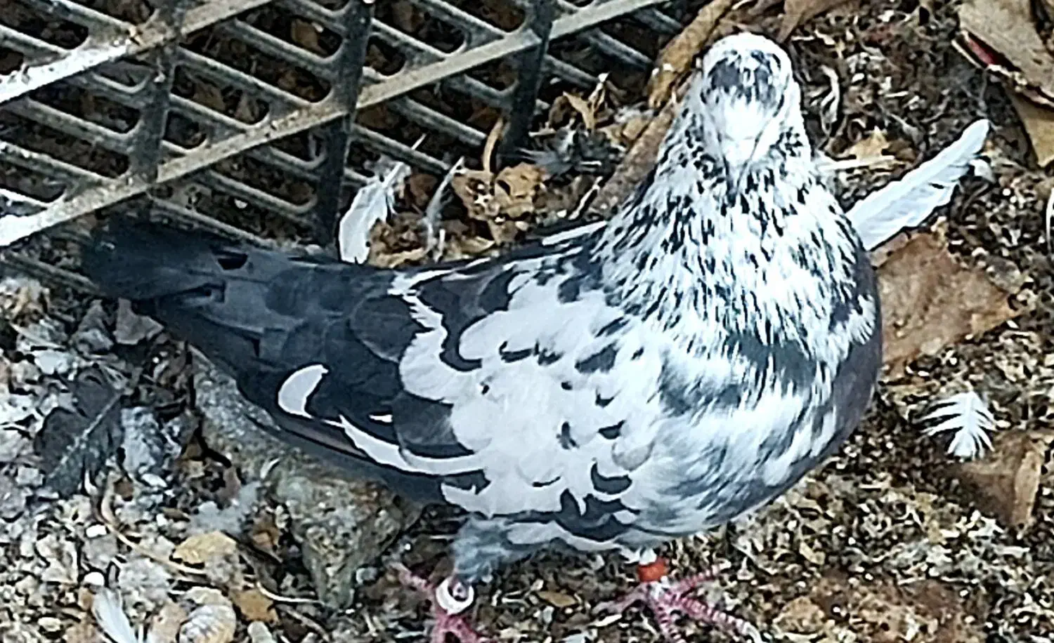 طوقی وکاشانی.تهرانی.بادوچرخه|پرنده|شاهینشهر, گرگاب|دیوار