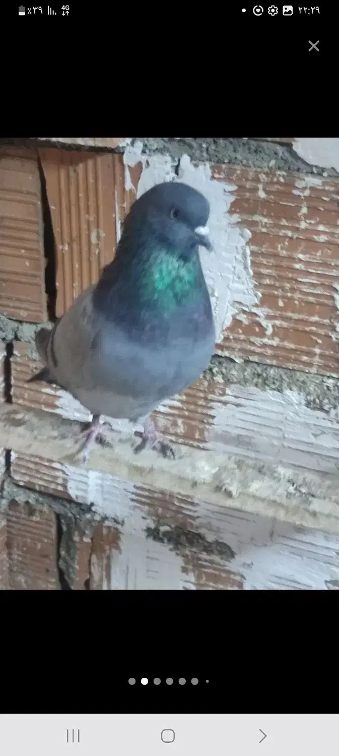 کبوتر|حیوانات|آق قلا, |دیوار