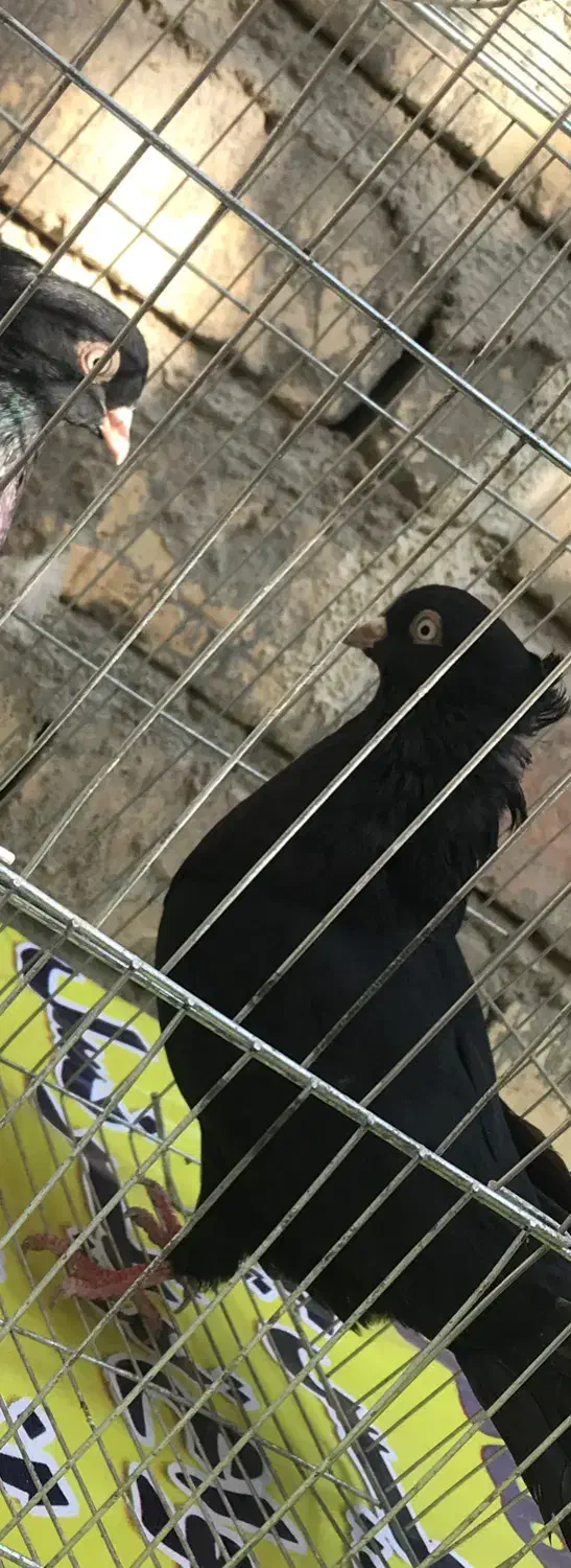 کبوتر زاغ چش نوک نر معاوضه با زاغ ماده|پرنده|شاهین‌شهر, شهرک گلدیس|دیوار