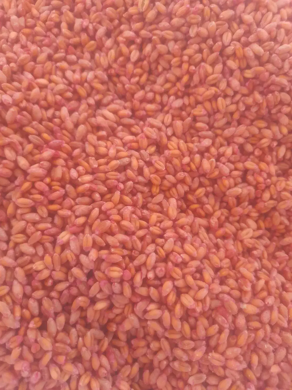 گندم سایسون|خدمات باغبانی و درختکاری|کنگاور, |دیوار