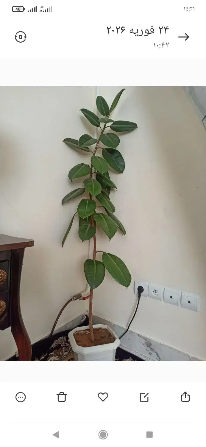 گل فیکوس|کتابخانه، شلف، قفسه‌های دیواری|خرمدره, |دیوار