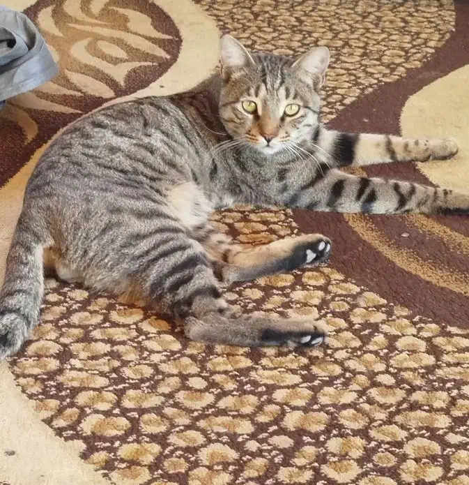 واگذاری گربه خانگی|گربه|شیراز, بید زرد|دیوار