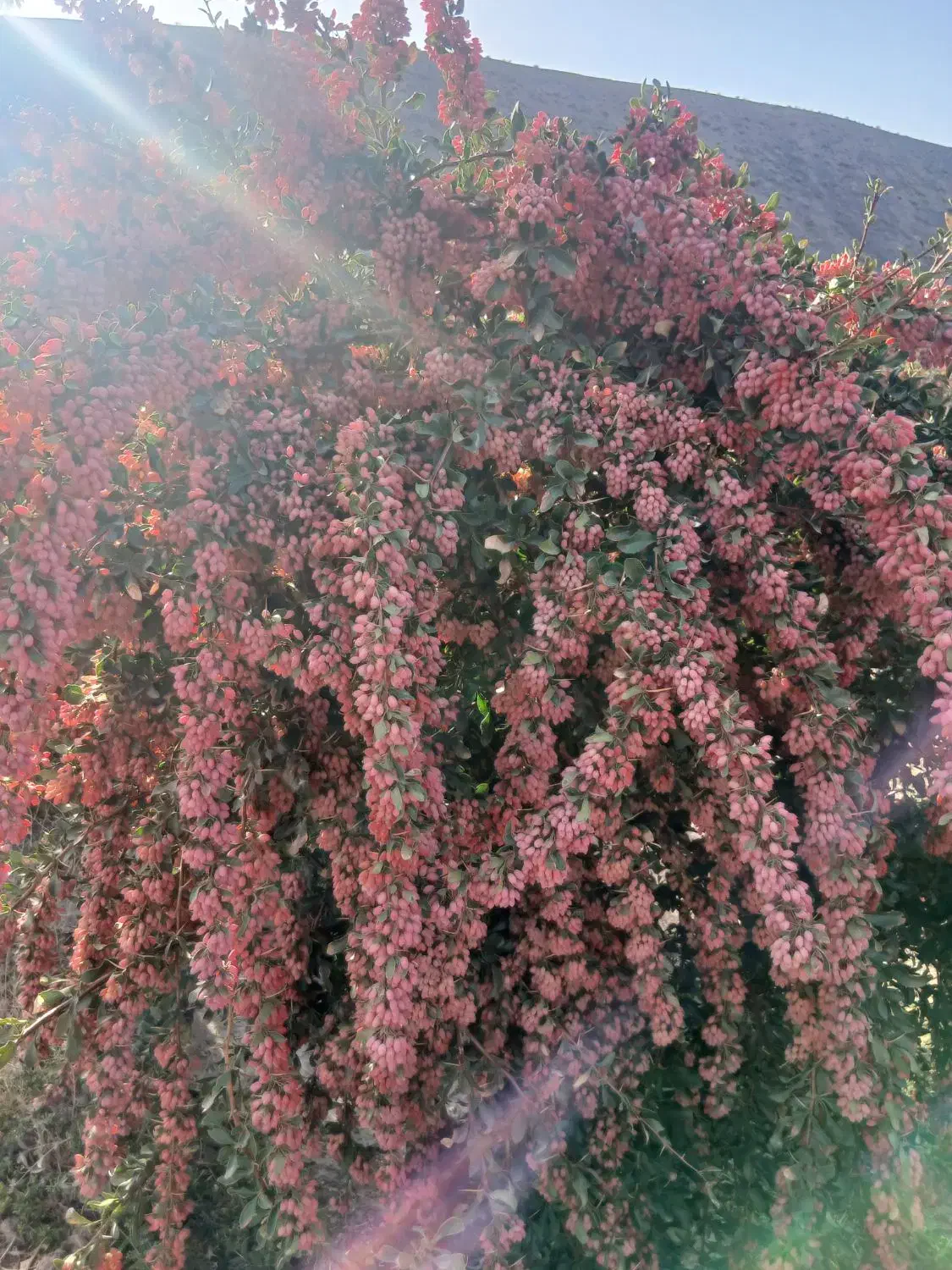 نهال زرشک بالای۳سال خریدارم|خدمات باغبانی و درختکاری|بیرجند, |دیوار