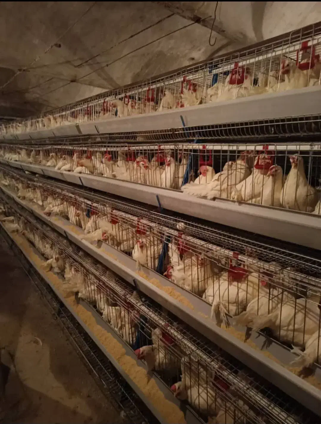 قفس مرغ ‌تخمگذار|لوازم جانبی حیوانات|قزوین, |دیوار