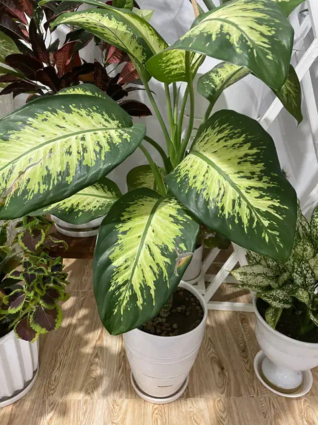 دیفن|گل و گیاه طبیعی|سنندج, |دیوار