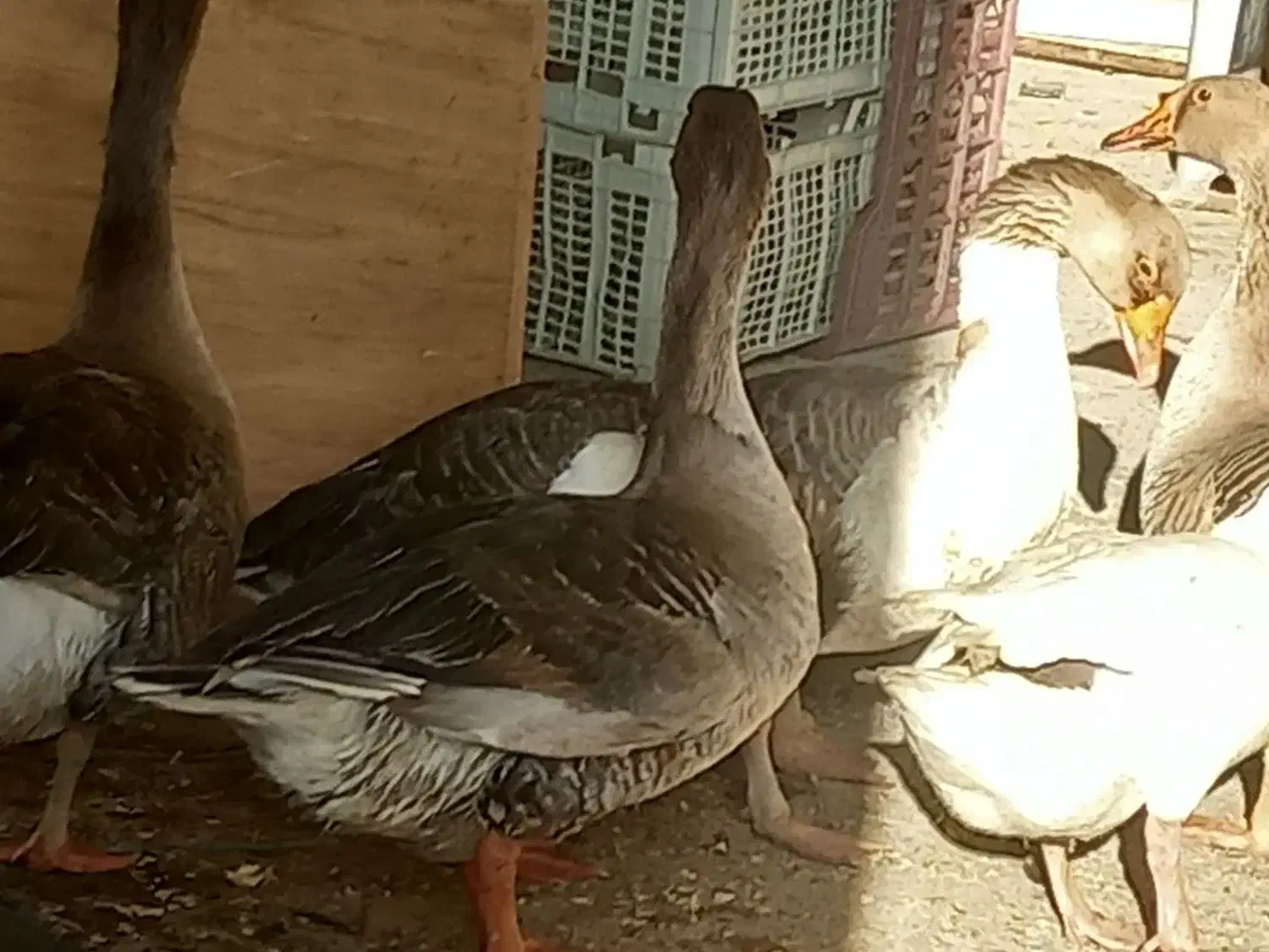 غاز|حیوانات مزرعه|اهواز, فتح|دیوار