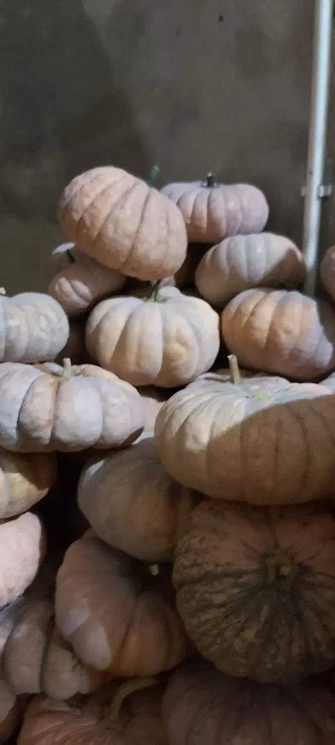 کدو محلی شیرین|خوردنی و آشامیدنی|رشت, پارک شهر|دیوار