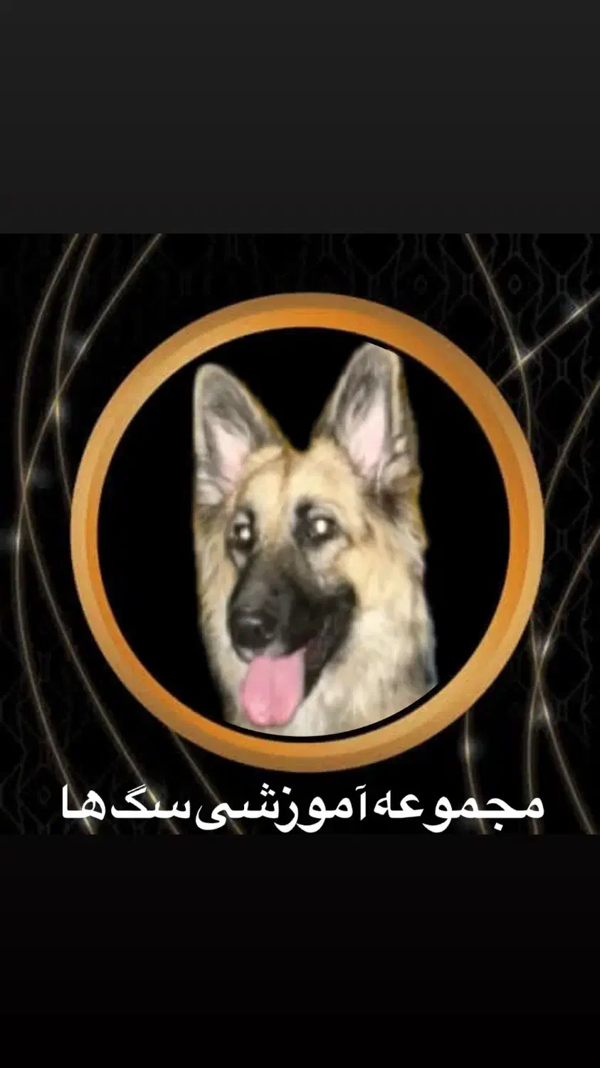 آموزش .مربی سگ . مشهد|خدمات آموزشی|مشهد, چهاربرج|دیوار