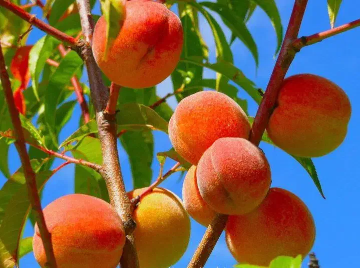 نهالستان گردو و ارقام متنوع میوه های پربار پالیز|خدمات باغبانی و درختکاری|لامرد, |دیوار