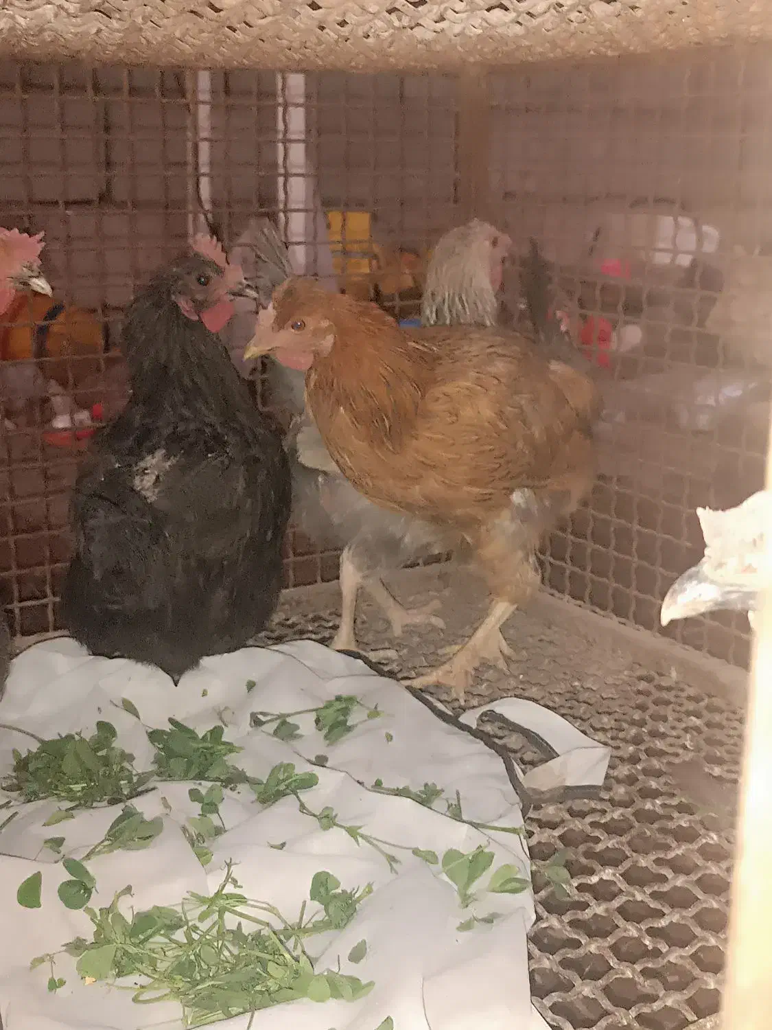 مرغ محلی|پرنده|گنبکی, |دیوار