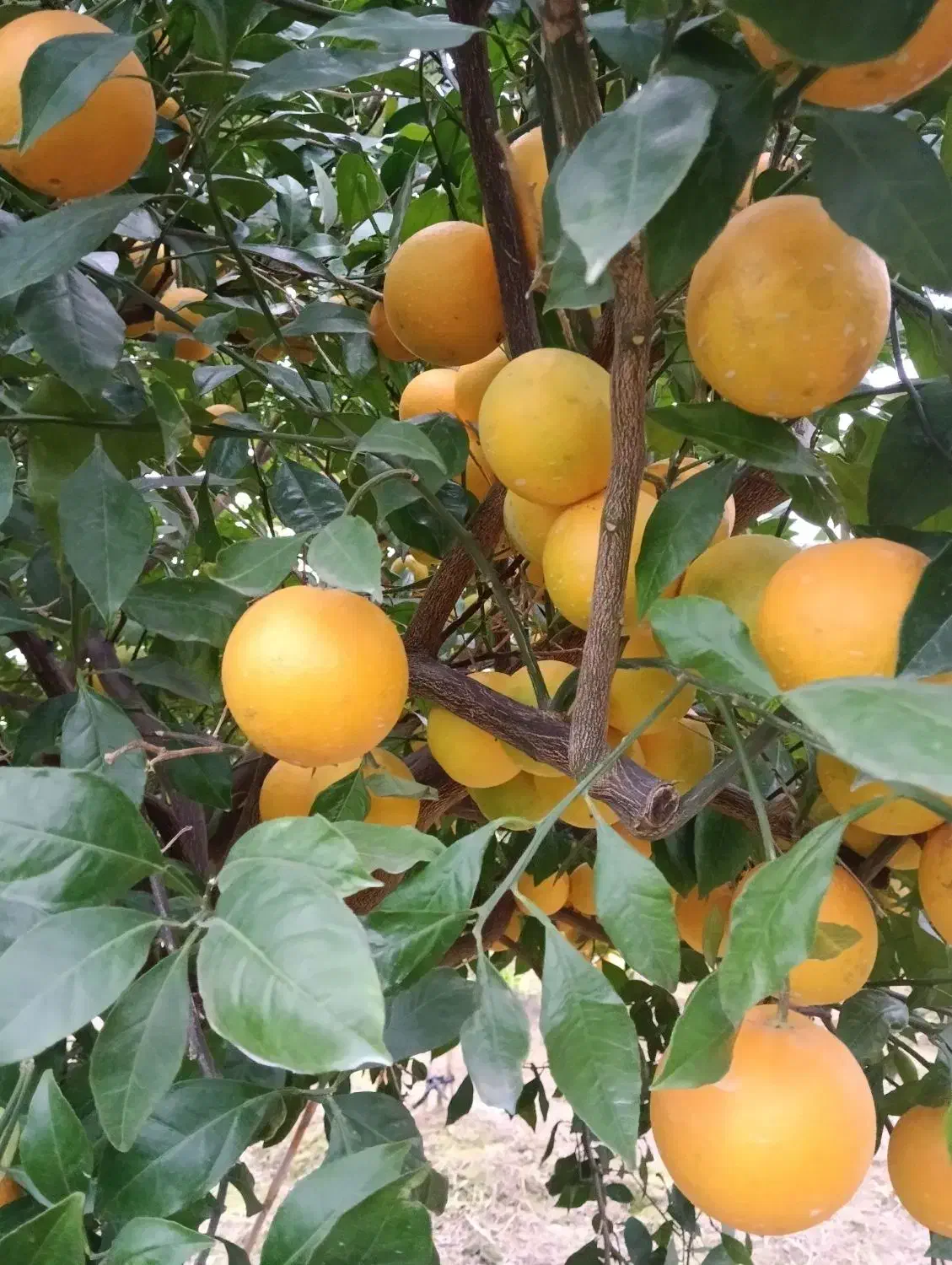 فروش پرتقال خونی وتامسون 2تن|خوردنی و آشامیدنی|بهنمیر, |دیوار