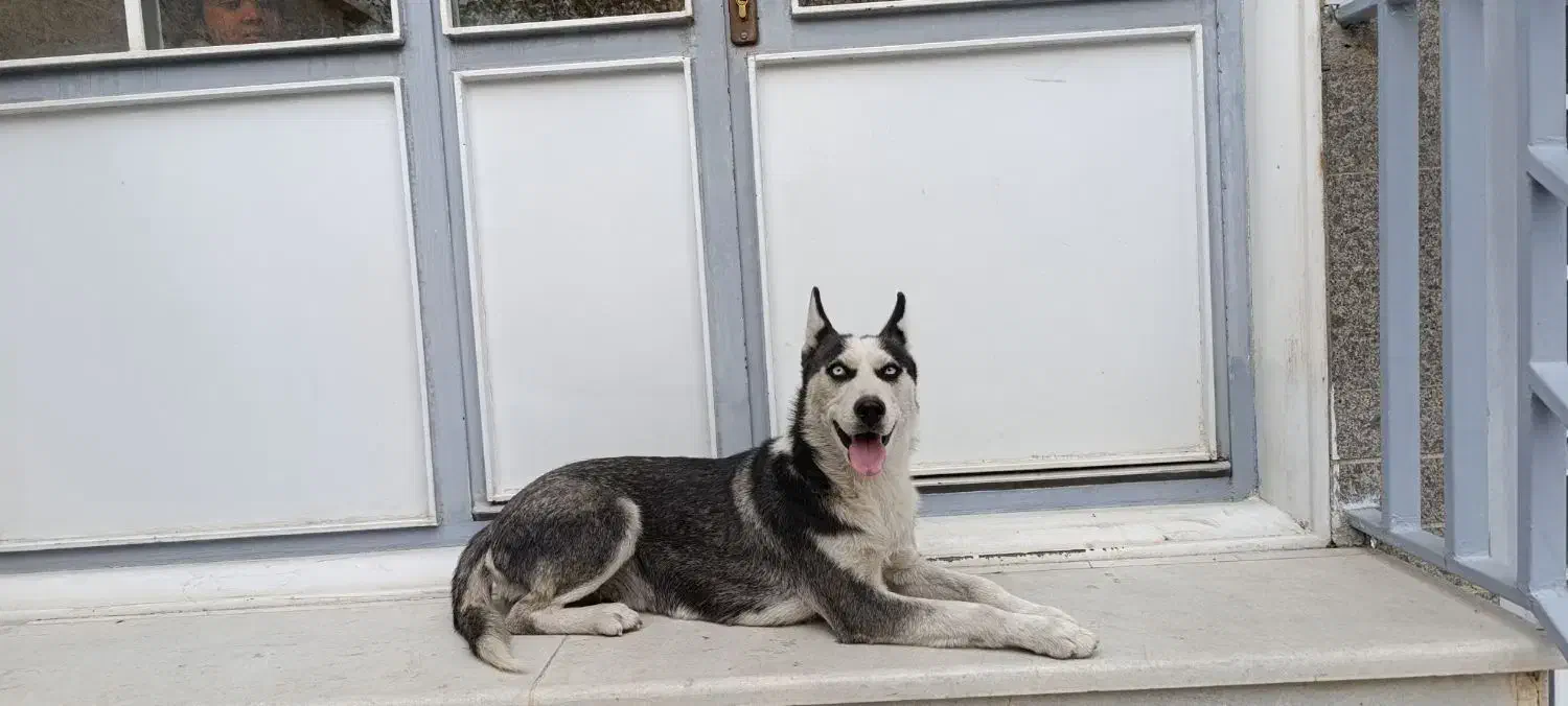 سگ هاسکی|سگ|سنندج, |دیوار