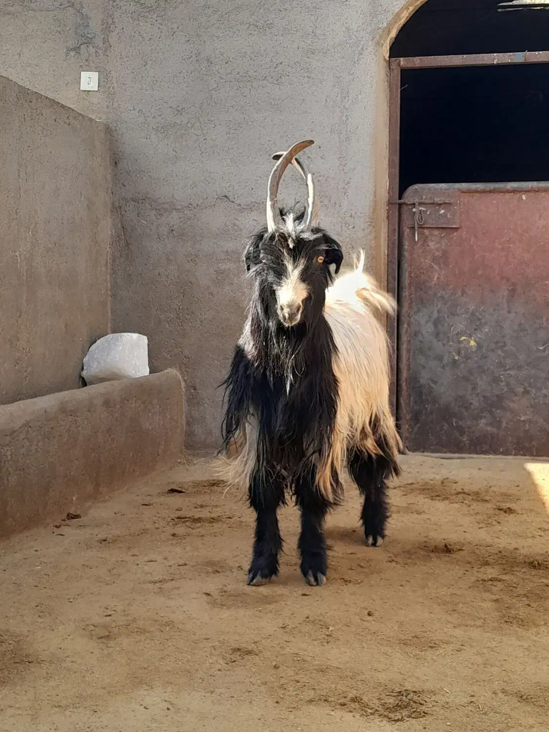 دوبر بزغاله بز بره میش قوچ دوبری|حیوانات مزرعه|قم, شاه ابراهیم|دیوار