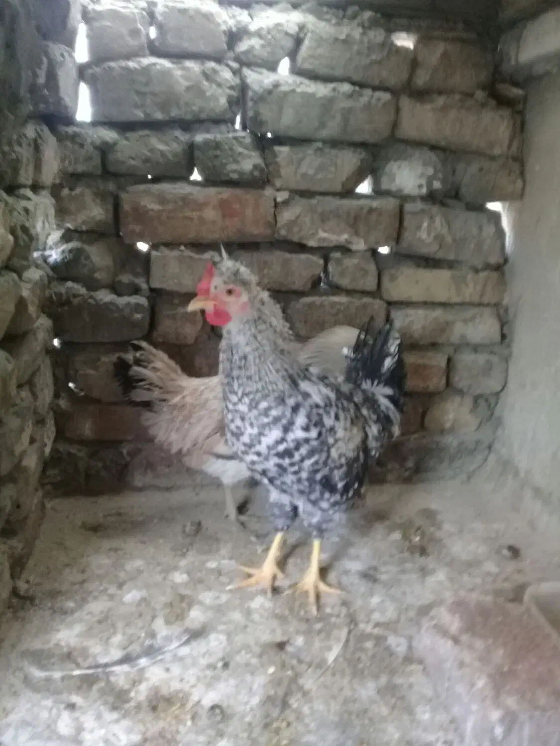 مرغ رسمی|حیوانات مزرعه|ری, حمزه‌آباد|دیوار